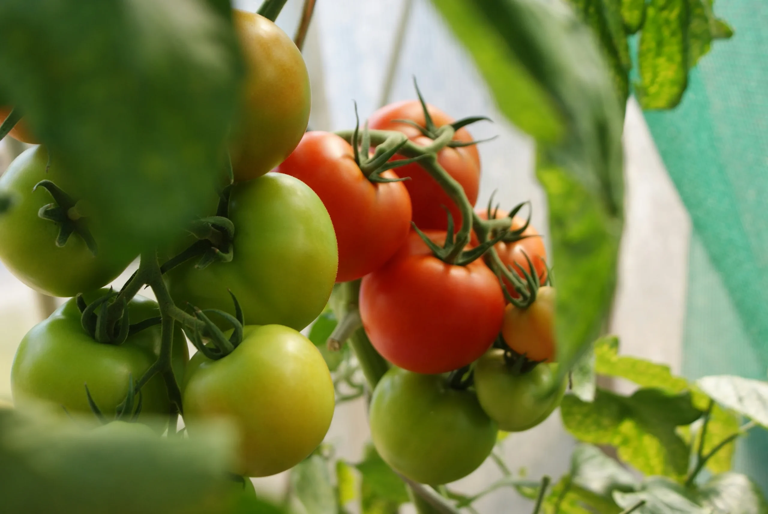 agritech agiliway