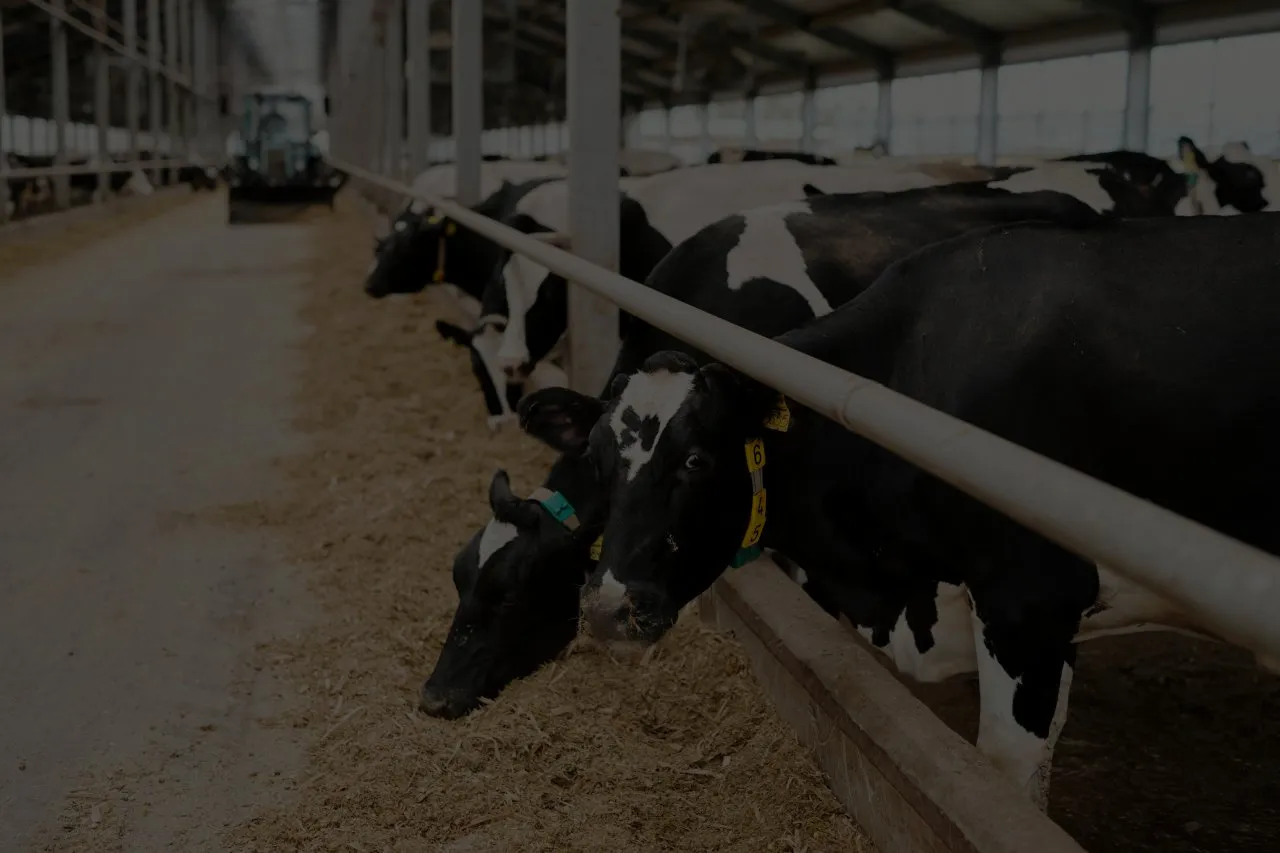 AgriTech Software: How AI Is Modernizing Livestock Management